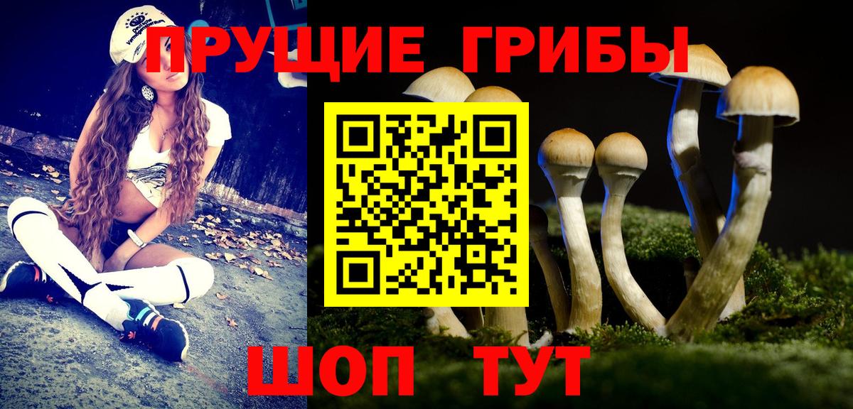 Галлюциногенные грибы Psilocybe Прокопьевск